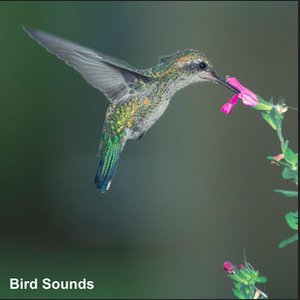 Bird Sound Collectors のアバター