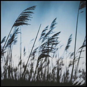 love is like the wind