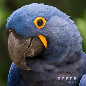 Arara