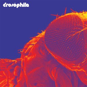 Drosóphila
