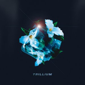 Trillium - Single