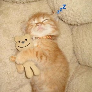 yellowcatmeow 的头像
