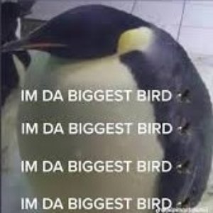 Da biggest bird