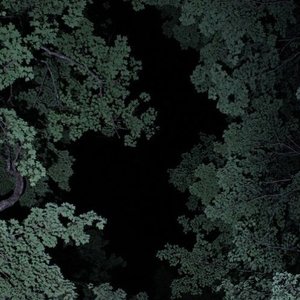 Forest Floor