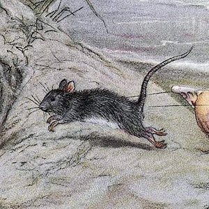 tiny mouse 的头像