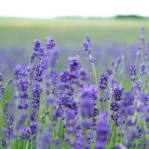 Lavender Fields - Single