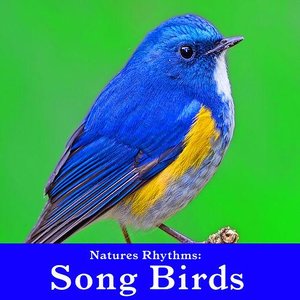 Natures Rhythms: Song Birds