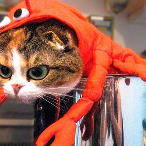 Funny Cat Videos için avatar