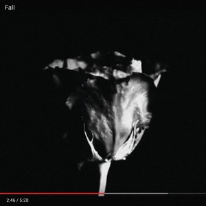 Fall
