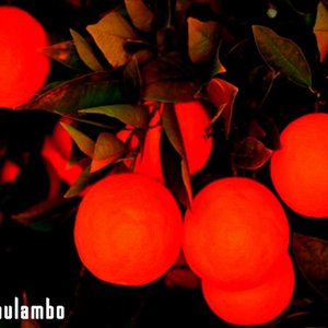 Mulambo