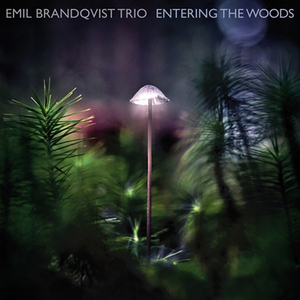 Emil Brandqvist Trio - Entering the Woods - Zortam Music