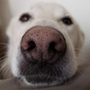 Always Love You (like a good ole dog) - Single