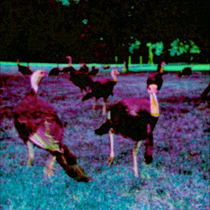Bird - Single
