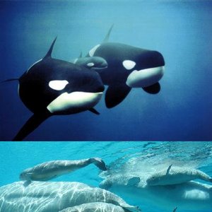 Avatar für Orcas and Beluga Whales