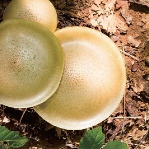 Amorphous Spores