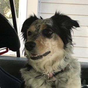 Goofy Botcha - Single