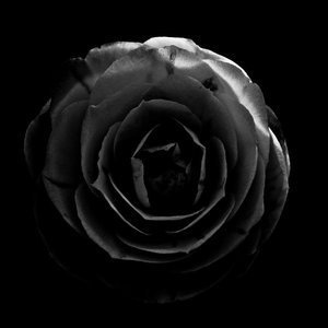 Avatar for Black Leaves of Envy