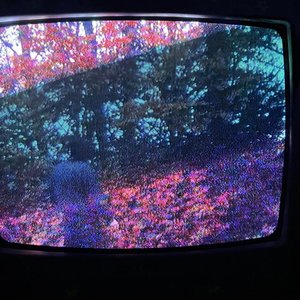 Drying Roses - Single