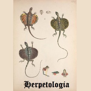 Image for 'Reptiles and Amphibians'