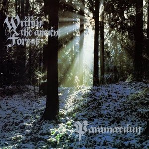 Within the ancient forest