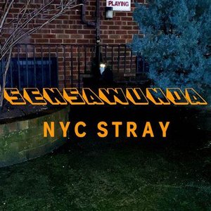 NYC Stray