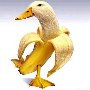 How to Stop Worrying and Start Quacking