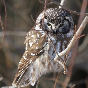 Boreal Owl のアバター