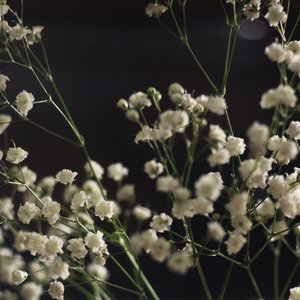 Magdalene Flowers 的头像