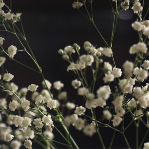 Аватар для Magdalene Flowers