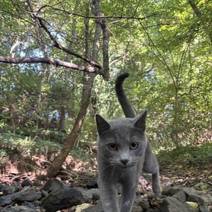 Patches in the Creek Bed