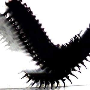 Centipede