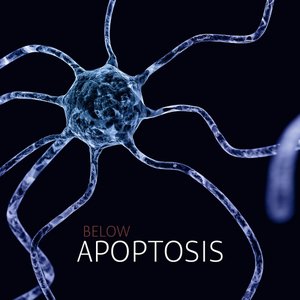 Apoptosis