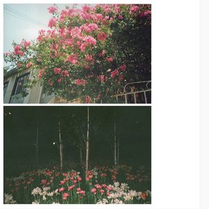 bloom