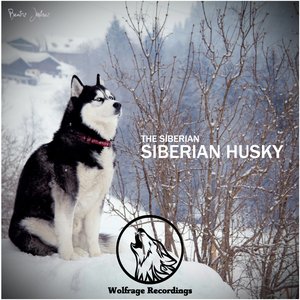 Siberian Husky