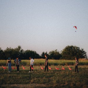 Flamingo Dancing