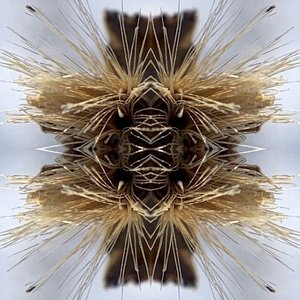 Sutra
