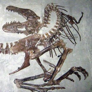 Skeletrix Experimental (1)