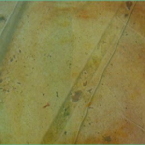 The talons snag binary