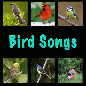 Bird Songs