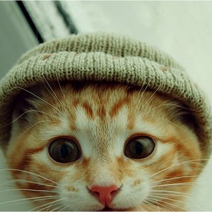 Avatar for Better Bitter