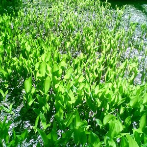 A KING WITH NO HUMAN NAME