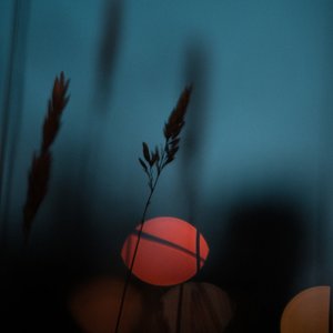 Landscapes