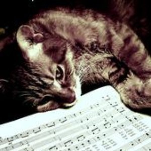 lazy cat 的头像