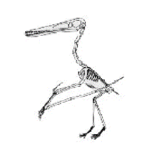 Image for 'pteranodon'
