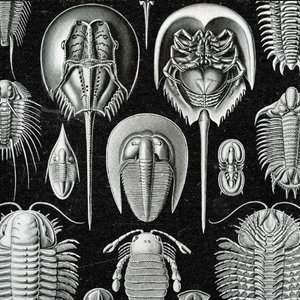 La marche des arthropodes