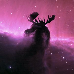 CosmoMoose