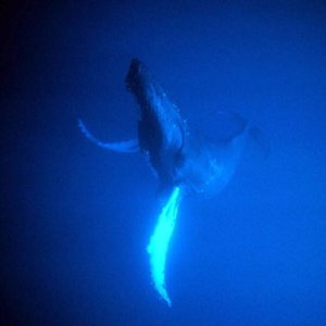 Songs Of The Humback Whale