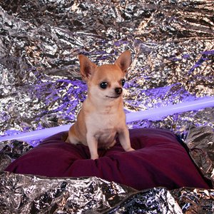 Perro Del Futuro (Alvaro Audio Remix)