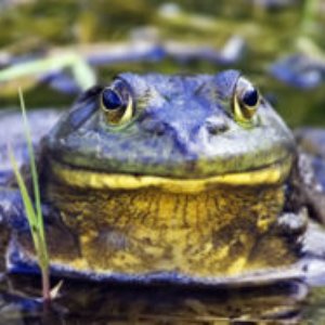 Bild för 'Bullfrog is King'