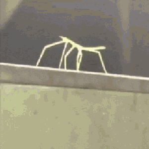 Stick Bug Song (Bee Swarm Simulator)